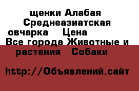 щенки Алабая (Среднеазиатская овчарка) › Цена ­ 15 000 - Все города Животные и растения » Собаки   